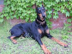 Do Doberman Pinschers Make Good Pets?