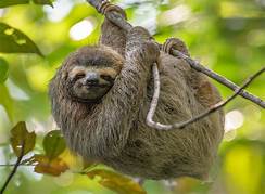 Can You Own Sloths as Pets?