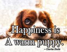 Is Happiness is Pets a Puppy Mill?