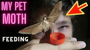 Can You Have a Pet Moth?