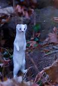 Can Stoats Be Pets?