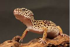 How Much Does a Pet Gecko Cost?