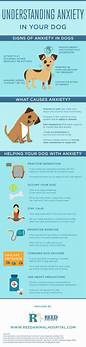 How Do Pets Help With Anxiety?
