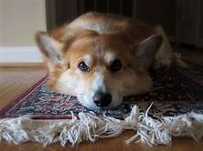 How to Remove Pet Urine Smell from Rug