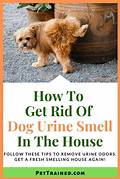 How to Remove Pet Urine Smell from House