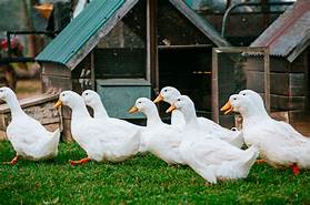 Are Pekin Ducks Good Pets?