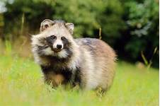 Do Raccoon Dogs Make Good Pets?
