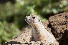 Can You Keep a Prairie Dog as a Pet?