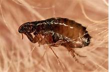 How do Fleas Get in House Without Pets