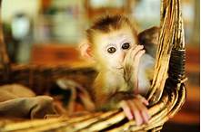 Can You Own a Pet Monkey?