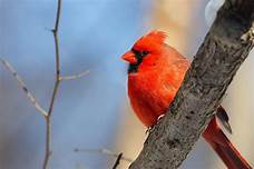 Can you keep a Cardinal as a Pet?