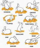 How to Care for a Pet Bunny Rabbit