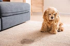 How to Remove Pet Odor from Wood Floor