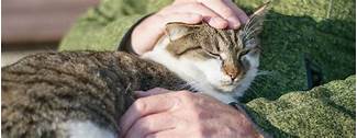 How to Start a Pet Hospice