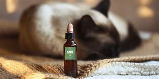 Is CBD Good for Pets?