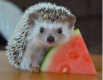 Can I Have a Pet Hedgehog?