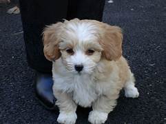 Is a Shih Poo a Good Pet?