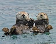 How Do I Get an Otter as a Pet?