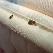 Can Bed Bugs Come from Pets?