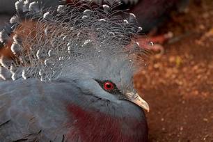 How Long Do Pigeons Live as Pets?