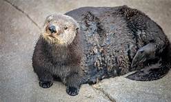 Can Sea Otters Be Pets?