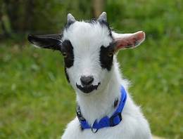 Can Goats Be Pets?
