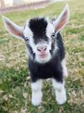 Are Mini Goats Good Pets?