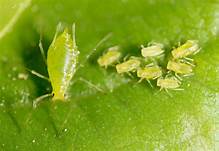 How to Make an Aphid a Pet