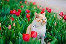 Are Tulips Toxic to Pets?