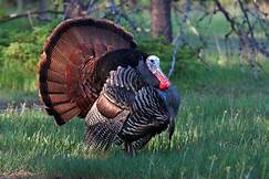 How Long Do Pet Turkeys Live?