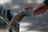 Are Pet Squirrels Legal?