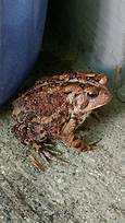 Can You Keep a Wild Toad as a Pet?