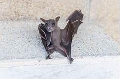 Can You Get a Bat as a Pet?