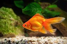 How Long Do Pet Goldfish Live?
