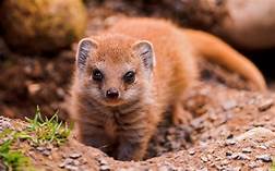 Can You Have a Mongoose as a Pet?