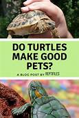 Do Turtles Make a Good Pet?