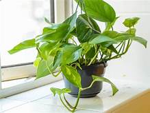 Is Pothos Pet Friendly?