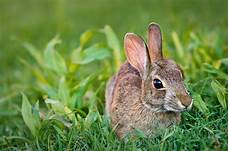 Can Wild Rabbits Be Kept as Pets?