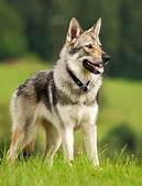 Are Wolfdogs Good Pets?