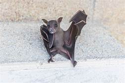 Can You Own Bats as Pets?