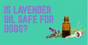 Is Lavender Oil Safe for Pets?