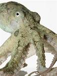 Can an Octopus Be a Pet?