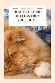 How to Get Rid of Fleas in an Apartment Without Pets
