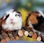 Are Guinea Pigs Exotic Pets?