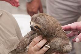 Can a Sloth Be a Pet?