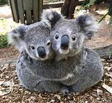 Can You Have a Koala Bear as a Pet?