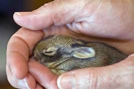 Are Rabbits Good Pets for Kids?