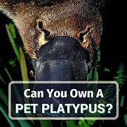 Can You Own a Platypus as a Pet?