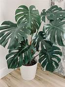 Are Monstera Plants Pet Safe?