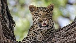 Can You Have a Leopard as a Pet?